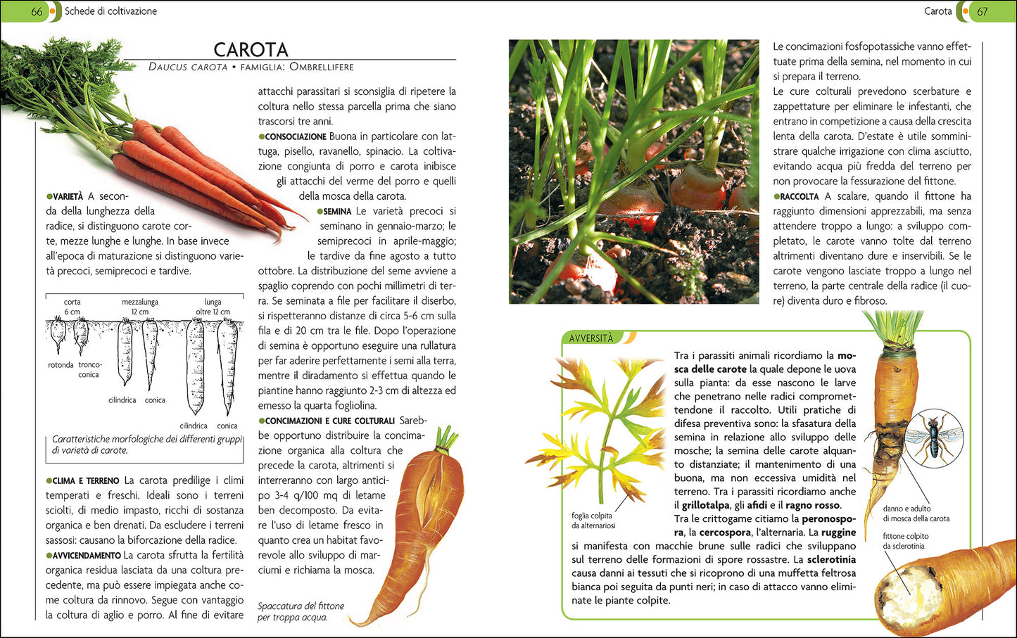 L'orto::Coltivarlo in modo sano e naturale