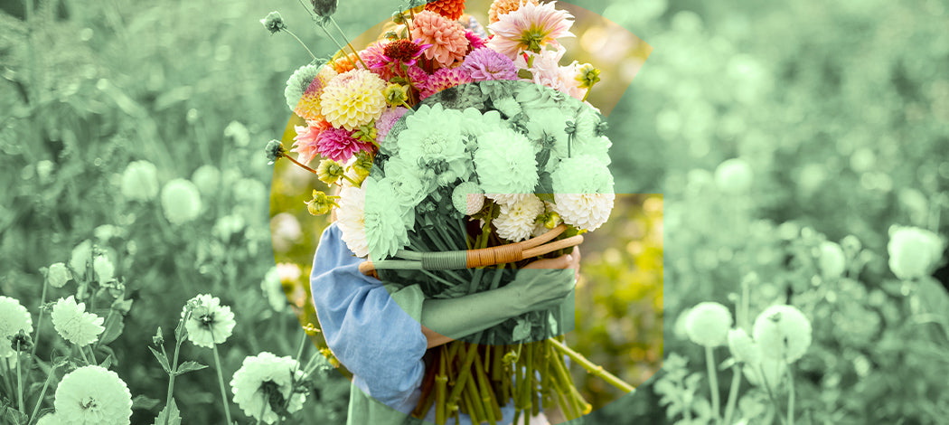 Scegliere le piante adatte al proprio giardino: idee e consigli pratici