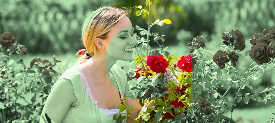 Il roseto: coltivazione, cura e utilizzo della rosa in giardino
