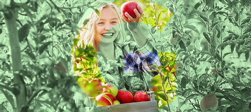 Tutto ciò che serve sapere per progettare e realizzare un frutteto::Dalla scelta degli attrezzi e delle piante, alla preparazione del terreno fino alle tecniche per la cura degli alberi da frutto più comuni