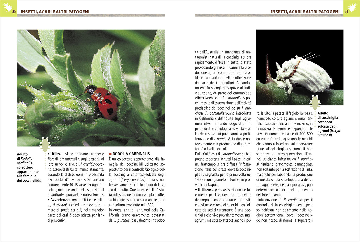 Antiparassitari naturali per l'orto, il frutteto e il giardino